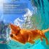 Waterdichte Oplaadbare Honden Trainingshalsband met Afstandsbediening Verstelbare Schokniveaus voor Gedragscorrectie