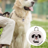 Ontdek Hondentracker Airtag Hondenhalsband GPS Tracker voor Honden met Real-Time Locatie en Slimme Locator