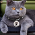 Ontdek Hondentracker Airtag Hondenhalsband GPS Tracker voor Honden met Real-Time Locatie en Slimme Locator